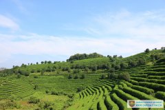 Saturday Activity- trip to the seven star tea plantation