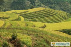 Weekend trip to Longji Rice Terrace in autumn